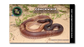 LARE Coachwhip Stickers